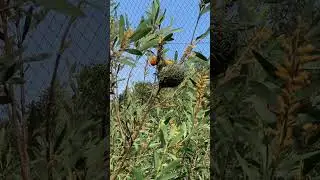 This Bird is an Amazing Nest Weaver 🐤 The Golden Weaver 🪹🪺
