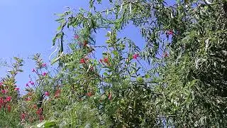 Cypress vine plant growing to Weeping Willow tree.