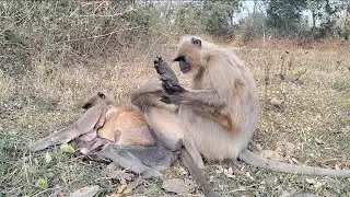 Real Life of Wild Monkeys | Caring, Playing & Survival 🐵🍃