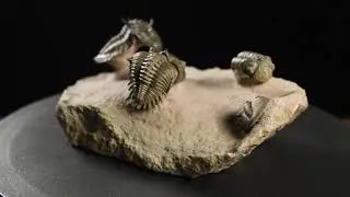 Triobites 284059