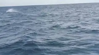 Catching 10 Tunas and 3 Sailfish on Fly in Quepos Costa Rica