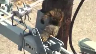 a curious squirrel on the pole