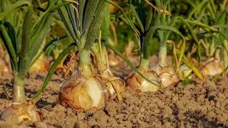 HOW TO START A GARDEN FROM SEED?SEED STARTING/ ONION SEEDS - ZONE 7 START YOUR OWN SEEDS AT HOME