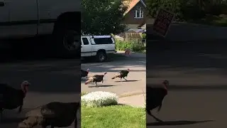Turkeys Walk in Sync || ViralHog