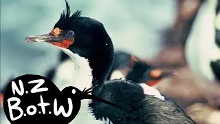 Chatham Island shag - New Zealand Bird of the Week