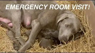 HAY SEASON 2021 | EMERGENCY ROOM VISIT #2