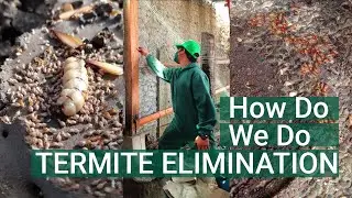 ZERO PEST Cebu Termite Elimination Procedure