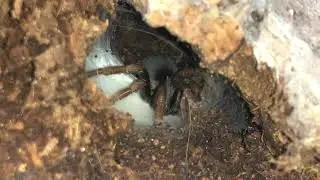 Tarantula Egg Sac in the making (Kochiana Brunnipes)