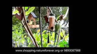 Red whiskered bulbul Feeding on Nature Forever Fruit & Nut Feeder