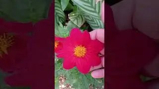 LINDAS FLORES DO MEU JARDIM