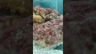 I added my tiny belted sandfish to my precious #1 10 gallon tank. 8/20/23
