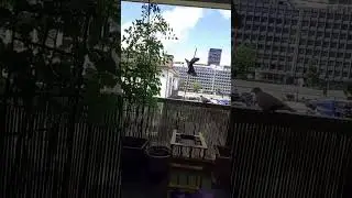 Fly