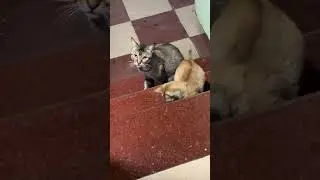 # cat and kitten मम्मी और kitty का खाना खाना हो गया अब grooming time