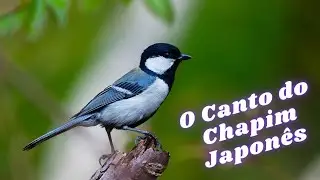 O Canto do Chapim Japon&ecirc;s! Parus Minor