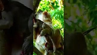 @#Jane monkey#best video# 265