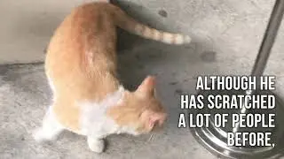 ARCHER: The Most Famous Cat in DLSU