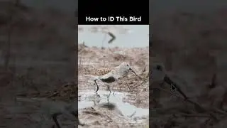 Can you identify this shorebird?