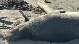 Elephant Seal Vista Point #elephantseals  #VistaPoint #2