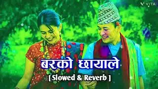Barko Chhayale [ Slowed + Reverb ]New Nepali Romantic song - ft.Govinda, Kamala & Karuna - Lofi