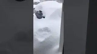 Animalsdt  corgi gets thrown in a pile of snow and sinks in