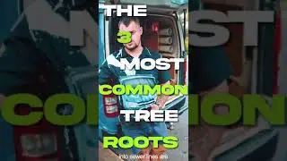 How To Clear Tree Roots From Drains