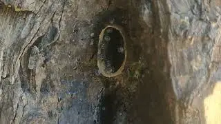 Keeping Home honey bee no harvest, it's helpful for sickness people 👍👍