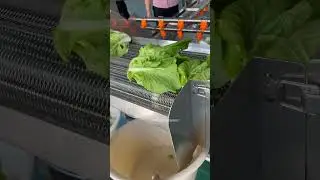 Industrial Vegetable and Fruit Washer#Automatic Vegetable Washing Machine#vegetable #fruit #foryou