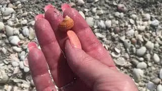 Captiva Shelling - Shelling on Sunset Beach near the Beach Entrance