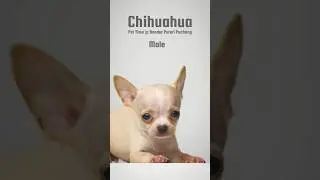 Chihuahua - Male - Pet Shop Puchong Malaysia #chihuahua