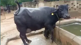 Pure Bunny buffalo from region of Gujarat For Sall 18+Milk @DhandairyFram