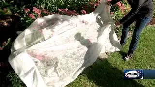 Grow it Green: Protecting plants from early frost