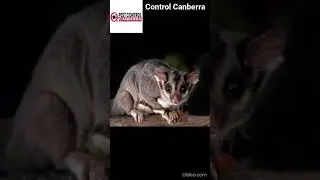 Rodent Control Canberra |
