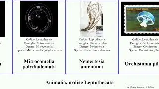 Animalia, ordine Leptothecata sertularella gigantea syringa pinnata falcata pileus gayi mutabilis