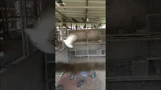 ###Doves Cage@@####