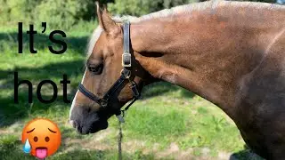 Morning routine of an equestrian summer 2022 heatwave, horse vlog