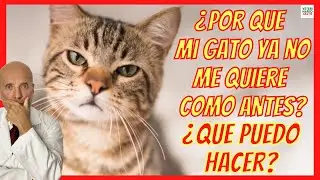 ¿POR QUE MI GATO YA NO ME QUIERE COMO ANTES? 💔 ¿QUE PUEDO HACER?