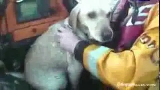 RNLI rescue dog swept out to sea