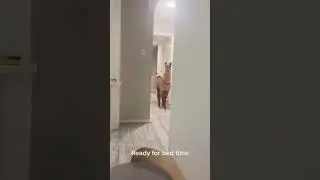 Pet Llama 😮