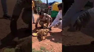 Bangalore Police on food drive to feed stray dogs during the coronavirus lockdown
