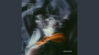 This Old Dog
