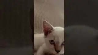 #playfullcat