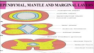Embryology of the Central Nervous System: Part 1
