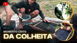 Colheita de A&Ccedil;A&Iacute; NAS ALTURAS na Floresta Amaz&ocirc;nia