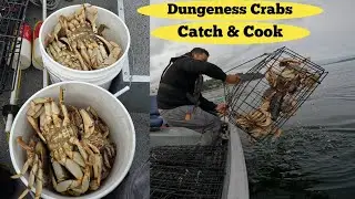 Dungeness Crabs MA 11 ( Catch & Cook )