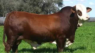 RENZO Bull | Semex Argentina | Argentine Criollo Cattle | AZ FANCY BIRDS
