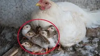 country  chicken Hatching Guinea Eggs