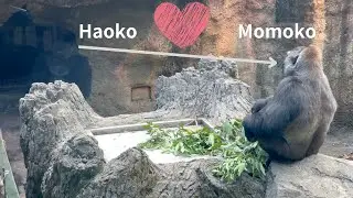 Отец малышки гориллы Сумомо Хаоко очень любит и смотрит на Мамоко | Семья горилл Хаоко
