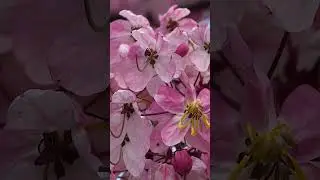 enjoy this nature view in channel called mr bright leaf