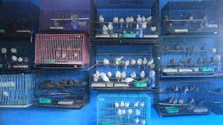 BAKUL PERKUTUT WARNA CIKARANG GROSIRAN ECERAN BISA