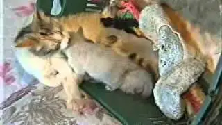 Gata adota cachorrinhos